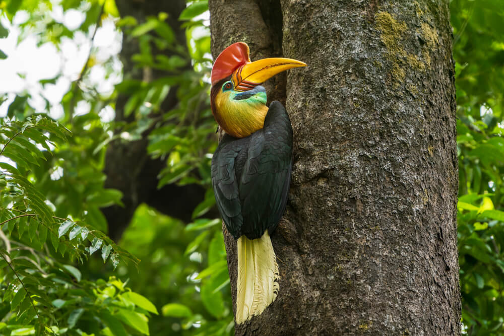 burung khas sulawesi