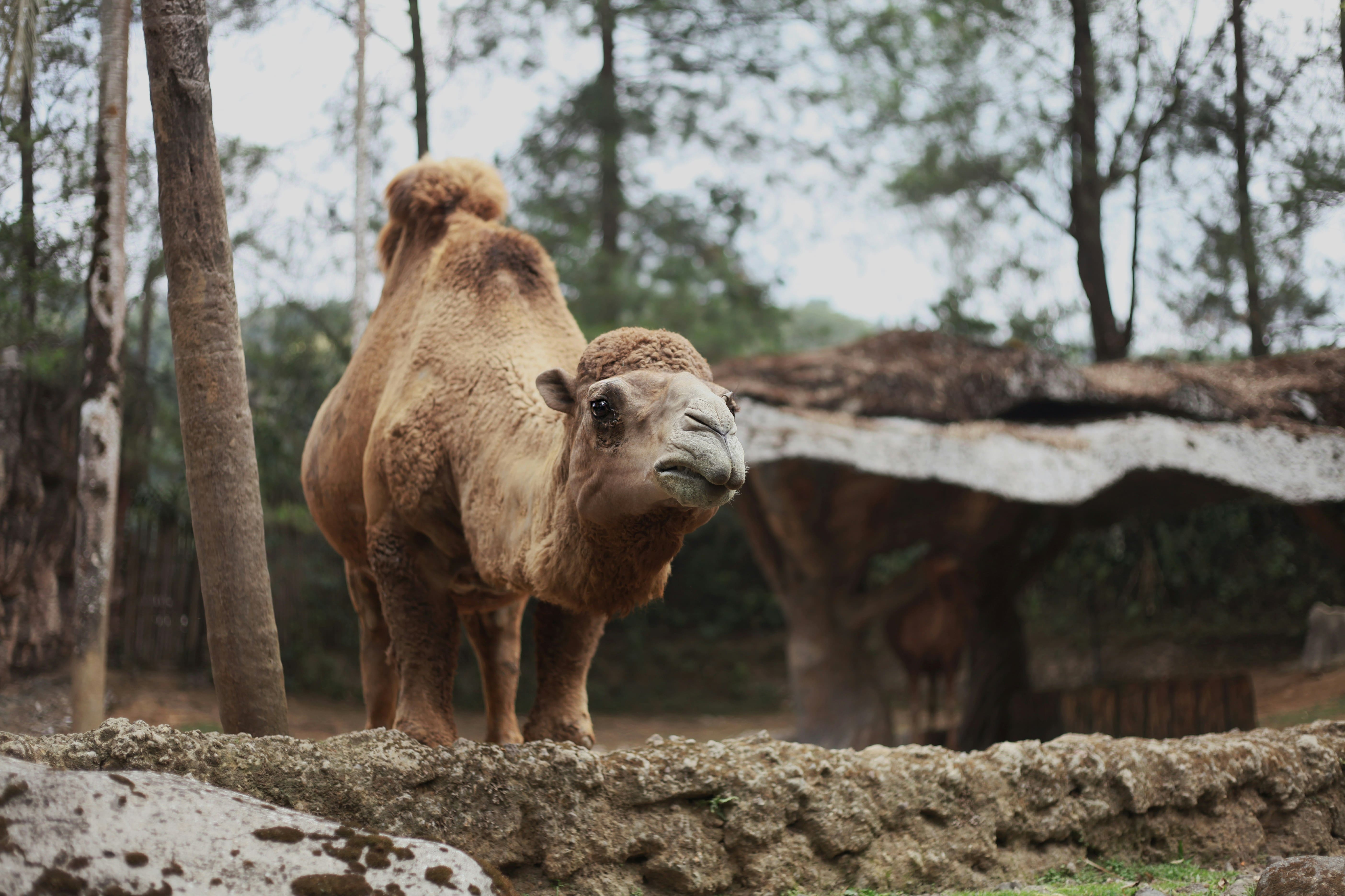 Taman Safari Indonesia